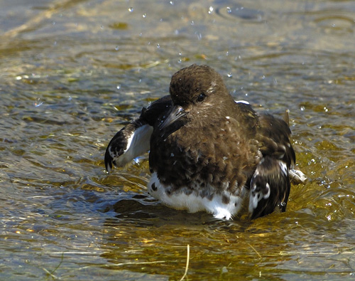 ׸���� ����������